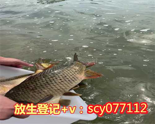 台州放生中华龟，台州金鱼放生护城河，台州放生群